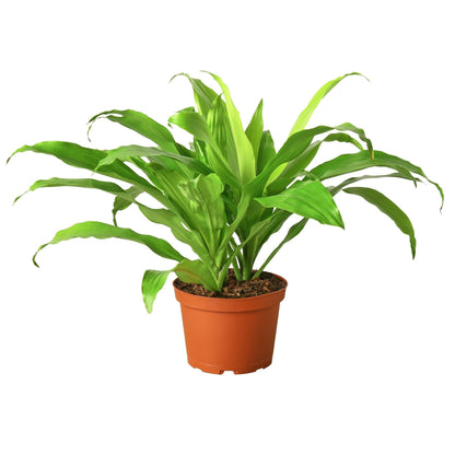 Dracaena 'Lime Light' | Live Plant for Indoor & Outdoor | for Living Room, Office, Bathroom | (6" Pot)