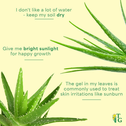 Thorsen's Greenhouse Aloe Vera, Live Indoor Plant, Aloe barbadensis, Easy to Grow, Succulent, Natural Air Purifier, 6" Diameter Pot (Navy)