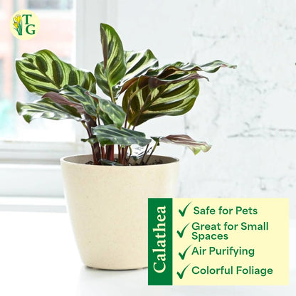 Thorsen's Greenhouse Peacock Calathea, Live Indoor Plant, Safe for Pets, Colorful Foliage, Rare Variety, Peacock Plant, 4" Diameter (Lavender)