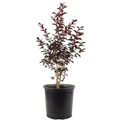 Live Plant - Raspberry Gelato Indulgence® Crape Myrtle - Live Plant - (2.5 Qt)