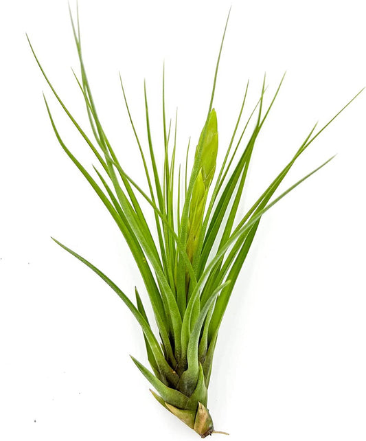 Air Plants - Flowering Tillandsia Melanocrater Tricolor, Large 5" - 1ct - Live Arrival Guaranteed - House Plants for Home Decor & Gift