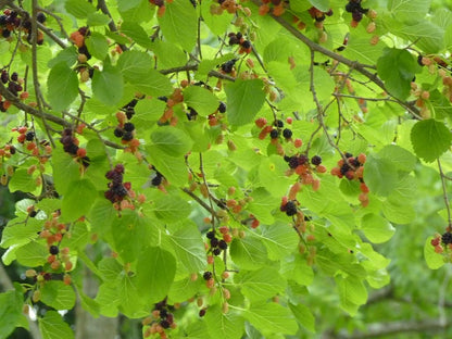 TriStar Plants - White Mulberry Tree - 1 Gallon Pot, 2'-4'ft Tall - No Ship California, Full Sun, Morus Alba, Mulberry Fruit, Fruit Tree, Berries, Edible, Sassafras, Morea Arbol, Shade Tree