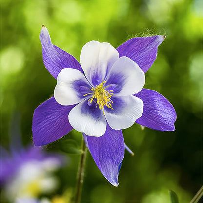 2800 Blue Dream Columbine Seeds - A Favorite Perennial Wildflower and State Flower of Colorado