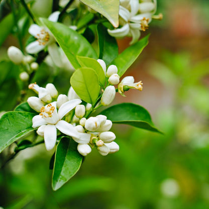 Brighter Blooms - Nules Clementine Tree, 1-2 ft. - No Shipping to AK, AL, AR, AZ, CA, FL, GA, HI, LA, MS, OR, TX