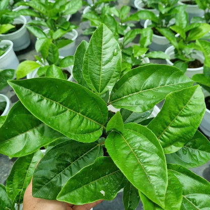 Passion Fruit Plant Live - Red Passiflora Edulis | 4 Inch Tall, Tropical Climbing Vine with Red Blooms for Trellises, Fences & Outdoor Gardens