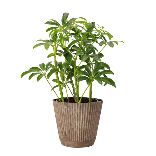 Thorsen's Greenhouse Live Arboricola Umbrella Tree Plant, Schefflera Arboricola, Natural Air Purifier, Easy to Grow, Live Indoor Houseplant, 4-inch Diameter (Coffee)