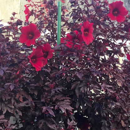 2 Hardy Hibiscus Plants Live, Cranberry Hibiscus Flowers Plants from 5 Inches Tall