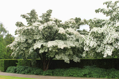 Kousa Dogwood Tree Seedlings for Planting - Cornus kousa - No California (2 Dogwood Trees)