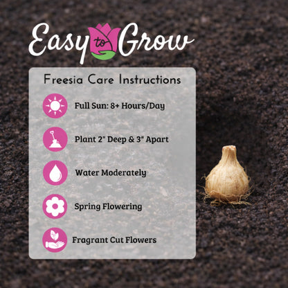 Easy to Grow Freesia 'Bountiful Bouquet Collection' Plant Bulbs (60 Pack) - Fragrant Single Flowering Blooms in Spring Gardens