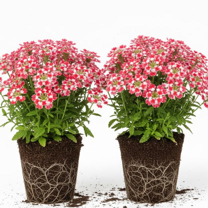 2 Red White Verbena Plants Live for Planting, Colorful Blooming Flower Plant, Verbena Live Plants, 5 to 7 Inc Tall