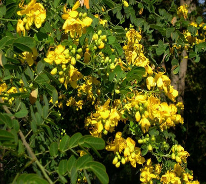 Live Plant - Golden Shower Treechristmas Sennabicapsularis Cassia Plantbutterflies Love It