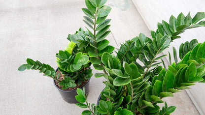 ZZ Plant - Live Plant in a 8 Inch Pot - Zamioculcas Zamiifolia - Beautiful Easy to Grow Air Purifying Indoor Plant