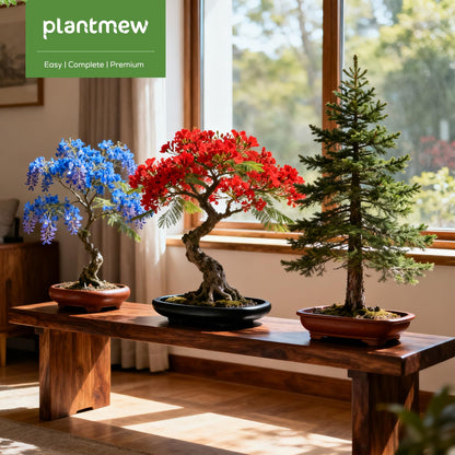 Jacaranda Bonsai Starter Kit – Complete DIY Indoor Growing Kit with Tools, Planter & Guide | Unique Gardening Gifts for Beginners, Women, Men, Mom & Dad | Live Plant Craft Hobby Set