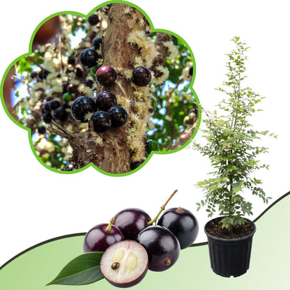 Live Black Jaboticaba Tree Plant, Brazilian Jabuticaba Fruit Tree, 1 Feet Tall, Ready for Planting