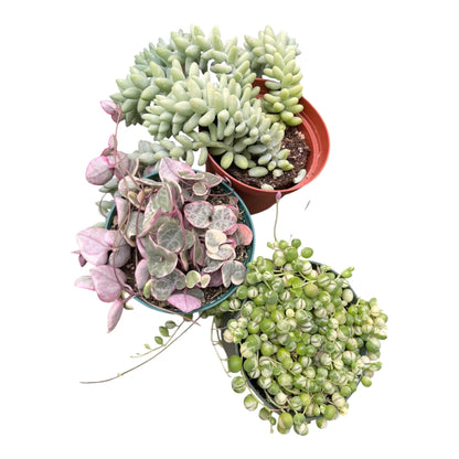 Succulent 3Pack String of Variegated Hearts, String of Variegated Pearls, Sedum Burrito All in 4in Pots All Full Live Plants Healthy and Lush