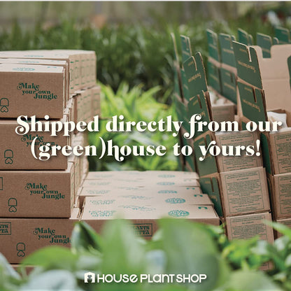 House Plant Shop | Dracaena 'Marginata Cane' - 4" Pot | Live Indoor Plant | Easy to Care | Natural Décor Plant | Great Gifts| Free Care Guide
