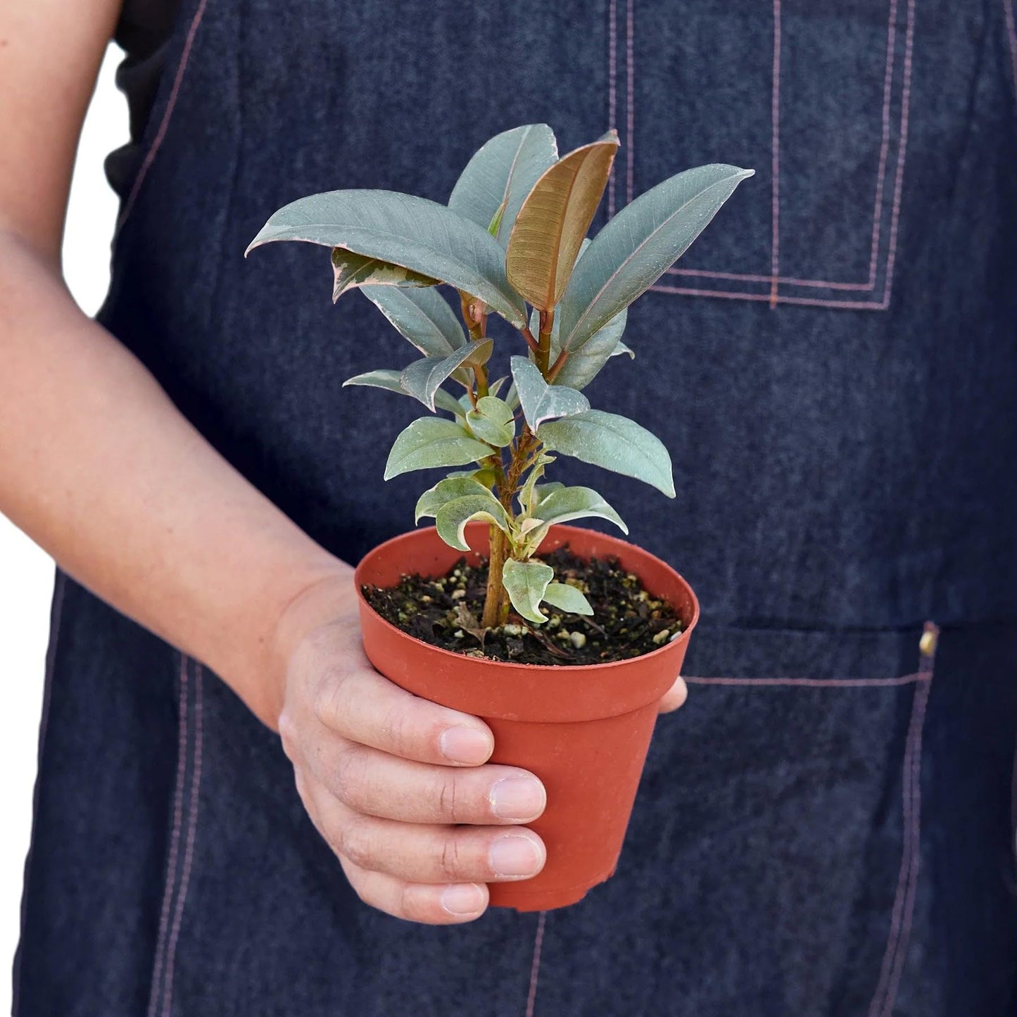 6 Pack Ficus Elastica 'Tineke' in 6in Pot - Live Plants Tropical Houseplants | Variegated | USA Growers | The Snobby Leaf