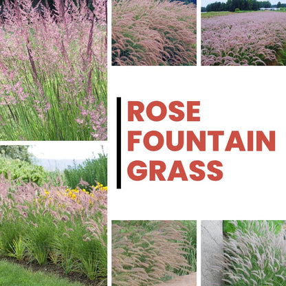 Set 3 Fountain Grass Plants Live Clumps for Planting Your Garden, 4-8 Inch Tall, Ornamental Grasses Live Plants Perennial (Rose Fountain Grass)