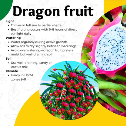 Dragon Fruit Plant Live in 3 Gallon Pot, Tropical Fruit Tree Cactus for Outdoors