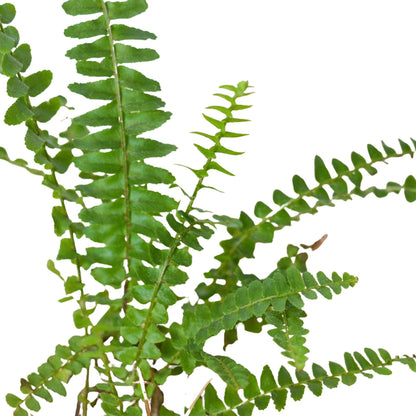Jester's Crown Fern | Live Plant for Indoor & Outdoor | for Living Room, Office, Bathroom | (4" Pot)