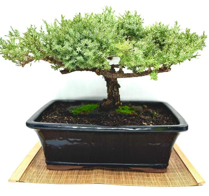Live Dwarf Juniper Bonsai Tree 15+Years Old | Juniper or Jade Bonsai Tree | Indoor/Outdoor | 100% Handcrafted| Home and Office Décor | Best Gift for Holiday (style4)