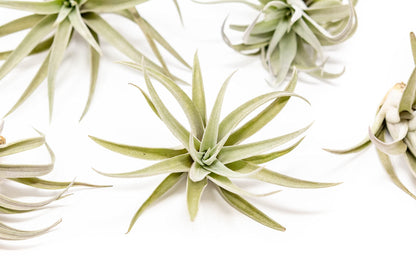 Air Plants The Inca Collection - Live Succulent House Plants - Available in Wholesale and Bulk - Home and Garden Decor - Easy Care Indoor/Outdoor Air Plant (Pack of 3)