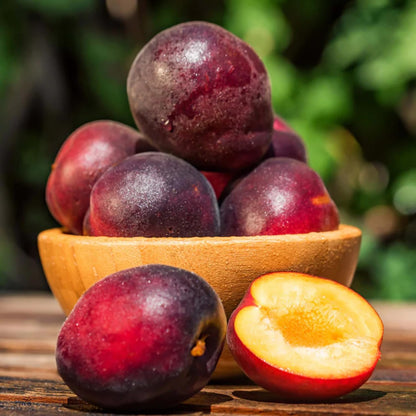 Live Flavor Pluot Tree Plant in 3 Gallon Pot, 2–3 Ft Tall Plum Apricot Fruit Tree for Outdoor Garden, Backyard, or Landscape Planting, No Ship to CA