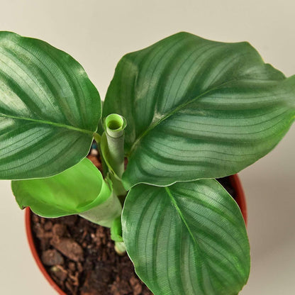 Calathea Orbifolia | Live Plant for Indoor & Outdoor | for Living Room, Office, Bathroom | (4" Pot)