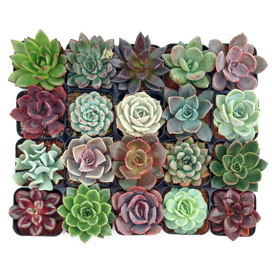 Mountain Crest Gardens Echeveria Succulent Variety Pack - 20 Live Rosette Plants, Multiple Varieties, Rooted in 2 Inch Pots - Indoor/Outdoor Succulents for DIY Arrangements, Home Decor, Gifts & More
