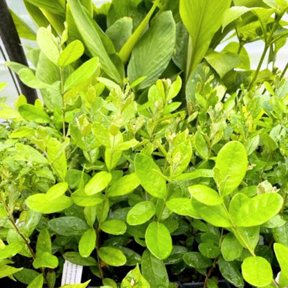 Pineapple Guava Tree Live Plant, 4-8” Tall, Tropical Guava Live Plant for Home Garden, Guava Fruit Seedling