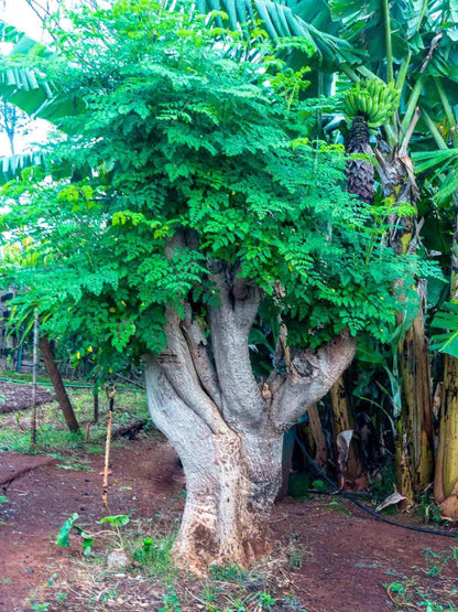 Moringa Tree Live Plant, Malunggay Moring Plant in 4" Pot, 7-10" Well-Rooted, Drumstick Horseradish Trees Live Plants for Planting