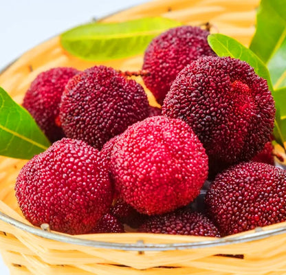 50 Bayberry Seeds, Fragrant Leaves Plant Seeds, Myrica Delicious Fruits