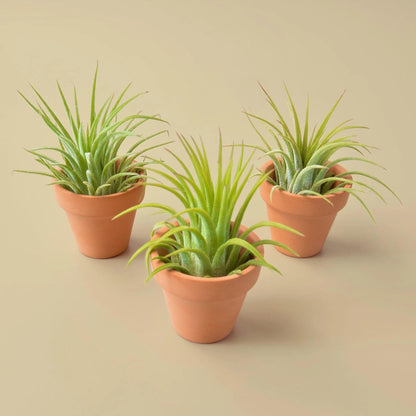 Air Plants Live Variety Pack - Pack of 3 Live Air Plants - Tillandsia Live Plants Assorted - Air Purifying Plant - California Seller