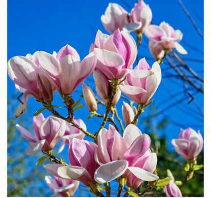 Live Plant - Chinese SaucerMagnolia Hybrid Tree-18-28 Inches Tall