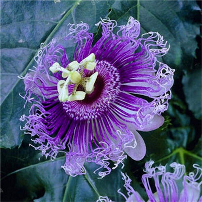 50pcs Mix Color Passion Flower Seeds Rare Potted Plants for Planting Outdoors Home Garden