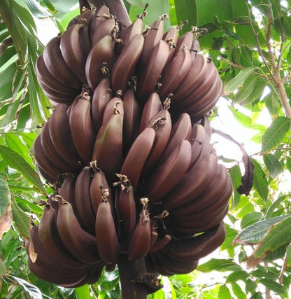 1 Red Cuban Banana Live Starter Plant - 4-8 Inch Musa Acuminata - Rare Red Banana Tree