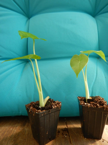 Live Plant - Calidora Elephant Ear Alocasia Live Starter Plant Cold Hardy Gets Huge!