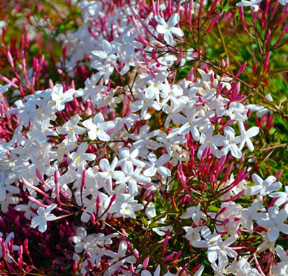 Live Plant - Pink Jasmine Jasminum Polyanthum Rooted Starter Plant Extremely Fragrant