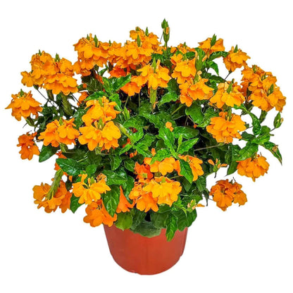 Crossandra Flower Plant Live - Orange Marmalade - 3 Gallon Pot - Overall Height 22" to 26" - Tropical Plants of Florida (Plant in Growers Planter)