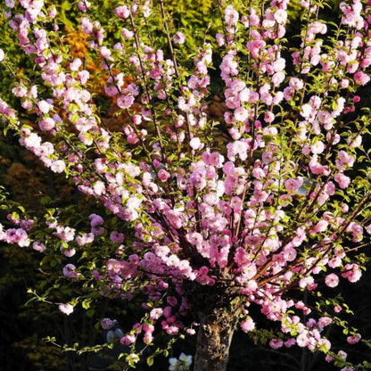 Flowering Almond Shrubs Trees Live Plants in Pot, Well-Rooted Fragrant Flowering Plum Bushes, 8-12 Inches Tall, Ornamental Tree for Outdoor Planting