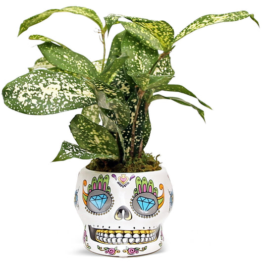 Live Florida Beauty Golddust Spoted-Leaf Dracaena Surculosa, Variegated Tropical Houseplant, Office Gift, Plant Lover Gift, Gardening Gift, Best Friend Gift in 4" Ceramic Skull