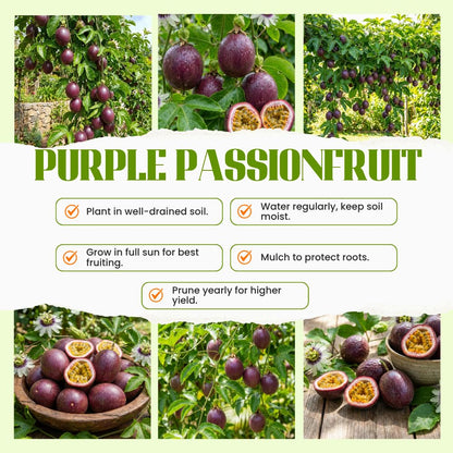 Passion Fruit Plant Live 4-7 Inch, Passionfruit Vine for Outdoor Garden, Tropical Climbing Vine for Trellis, Fence or Backyard Growing (Purple Passionfruit)