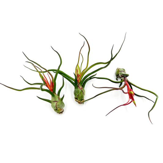 ragnaroc Air Plants - Flowering Tillandsia Bulbosa Guatemala, Large 3-5" - 3ct - Live Arrival Guaranteed - House Plants for Home Decor & Gift