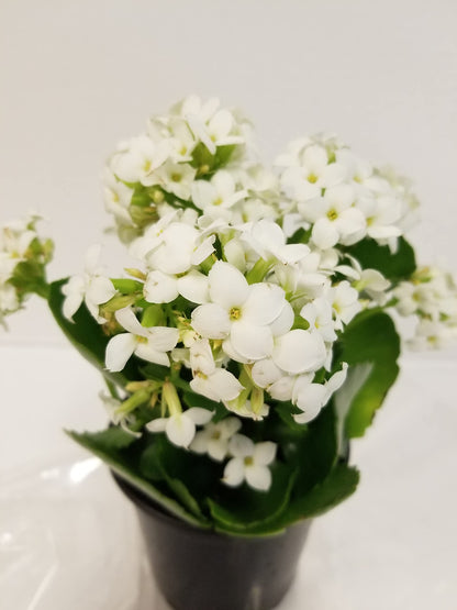 Gifts In Bloom Live White Kalanchoe 4 Inch Plant