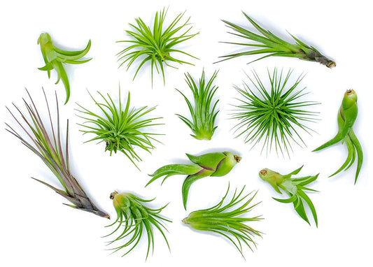 Altman Plants, 12 Air Plant Variety Pack - Small Tillandsia Terrarium Kit - Assorted Species of Live Tillandsia Tropical House Plants for Sale, 2 to 5 Inches Each - Air Plants for Indoor Home Decor