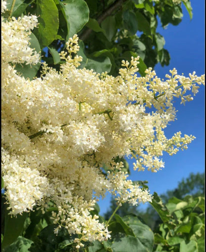 Ivory Silk Japanese Tree Lilac Live Plant – Syringa reticulata ‘Ivory Silk’ – Fragrant Creamy White Flowers – Hardy Ornamental Flowering Tree – Starter Plant