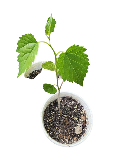 Live White Mulberry Tree Seedling, Young Plant in Soil Pot (15"-18")