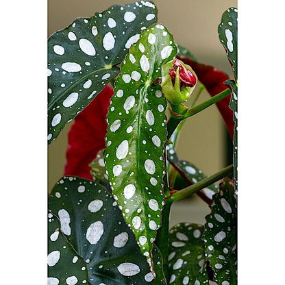 Begonia maculata 'Wightii', Polka Dot/Clown/Trout/Spotted Begonia, Live Houseplant, Spotted and Dotted Angel Wing Foliage, Rare, Container Size: 3.5"