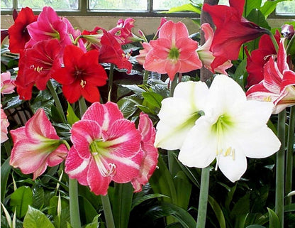 3 Mixed Amaryllis Bulbs Special Holiday Bulk Pricing! Wonderful to Gift As-is to Your Gardening Friends, or Jazz These Bulbs up Yourself with Clever Packaging to Put Your Own Style Into Your Gift!