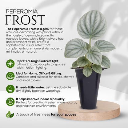 Peperomia Plant Collection (4 Pack)– Set of Rare Varieties | Watermelon, Frost, Eden Rosso & Piccolo Banda | Easy Indoor Houseplants, Live Plants for Home Decor (Peperomia Collection)